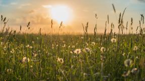 трава, поле, одуванчик, лето, закат, солнце