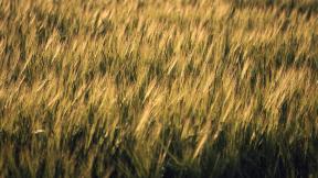 поле, пшеница