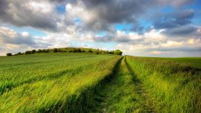 трава, поле, небо, дорога