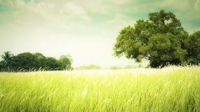 трава, поле, дерево