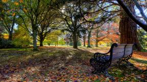 осень, скамейка, дерево, листья