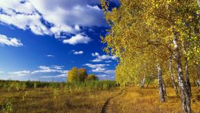 лес, берёза, осень, небо, синее небо