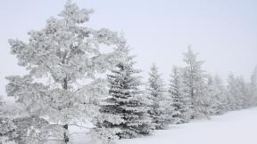 снег, зима, лес, зимний лес