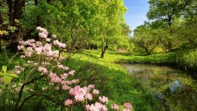 лес, цветы, болото, весна