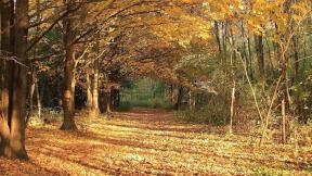 осень, листья, лес, клён