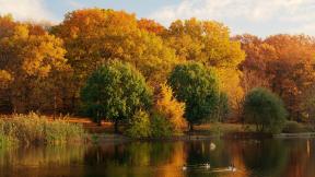 осень, озеро, лес, утка