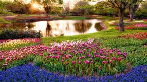 озеро, тюльпаны, цветы, рассвет